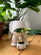 Naughty Planter – Humorous Plant Pot for Desk, Shelf, or Living Room